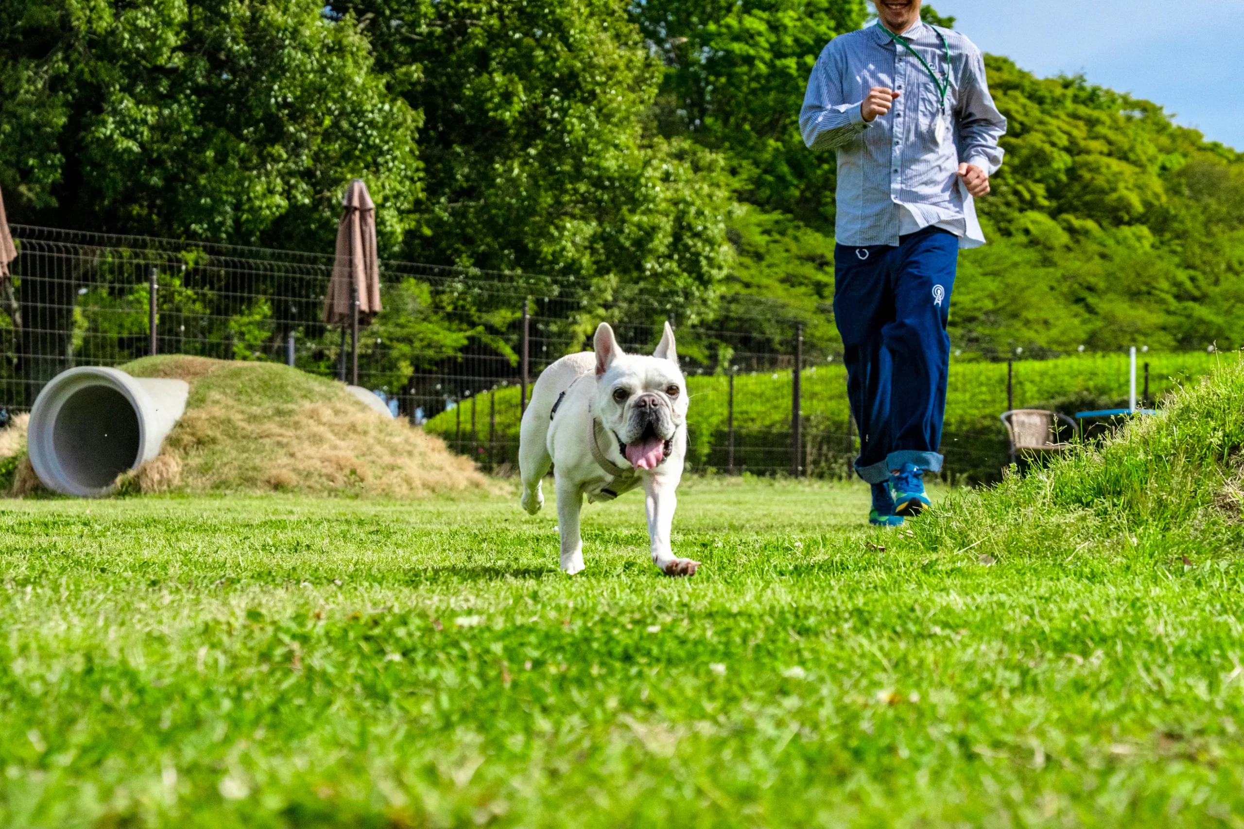 ドッグラン・ドッグプールで愛犬と遊ぼう